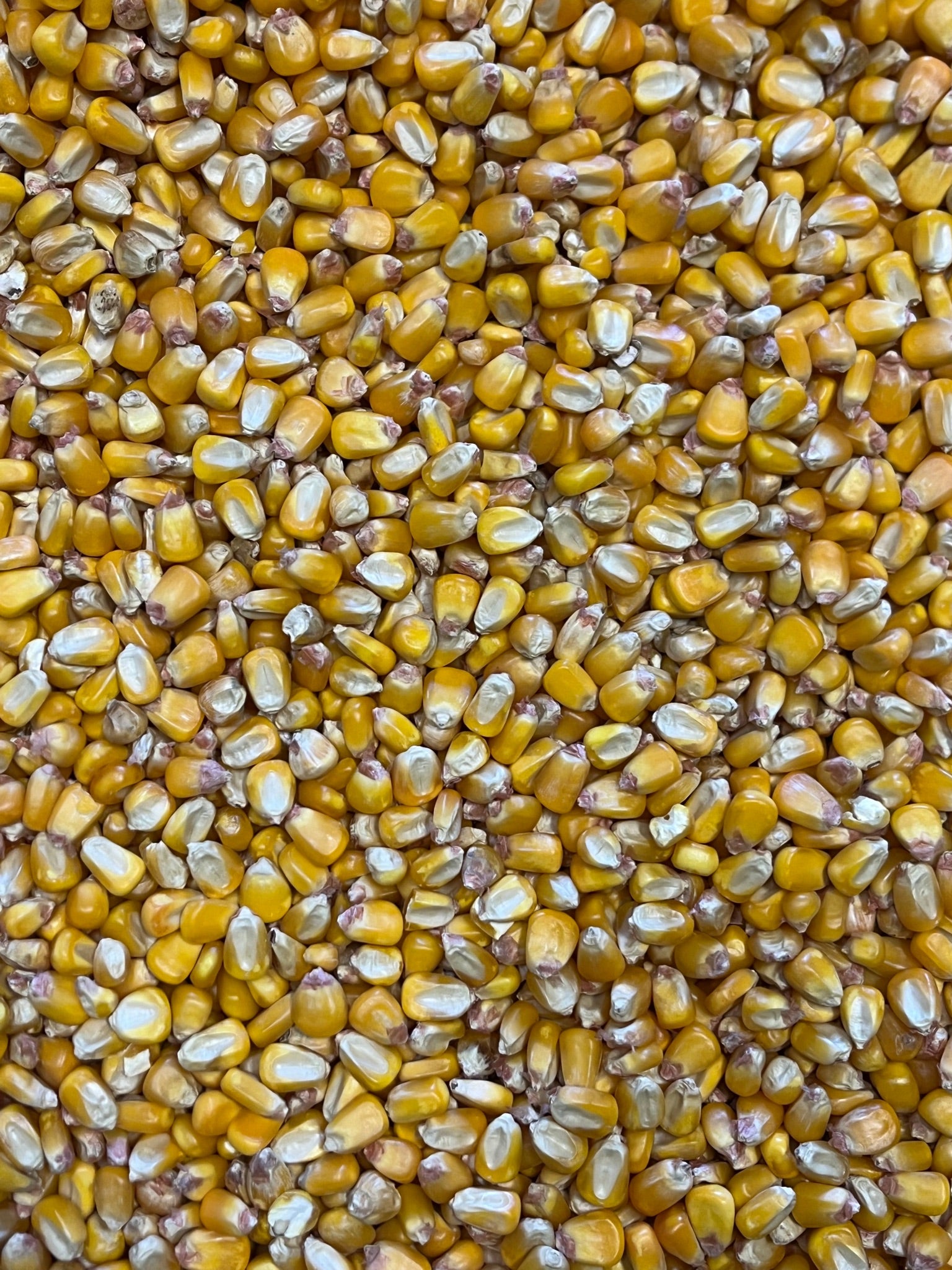 Yellow corn used in grinding cornmeal and polenta by Artisan Milling Company