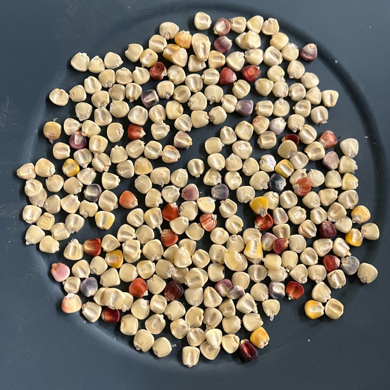 Heirloom, non-gmo corn for grits, polenta, and cornmeal