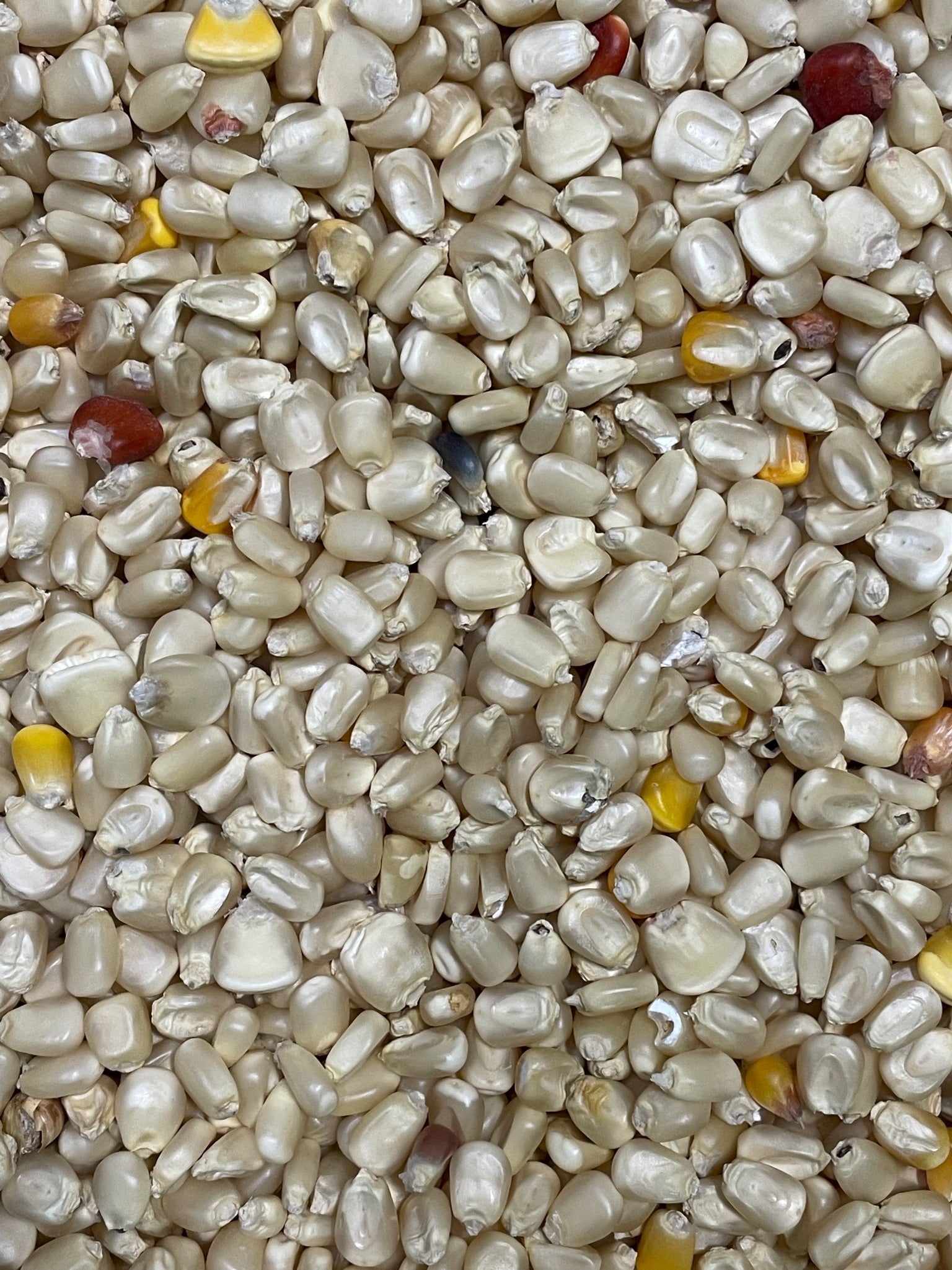 closeup of white corn used by Artisan Milling Company to grind white cornmeal